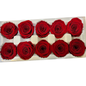 Red Roses Preserved | Long-lasting Roses